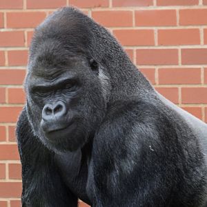Oumbi - Western Lowland Gorilla