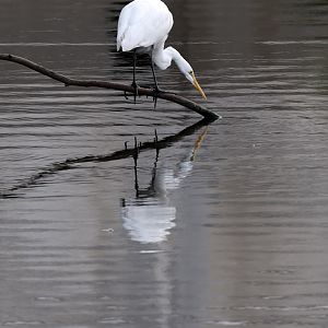 great egret