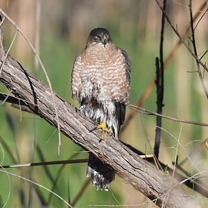 coopers hawk