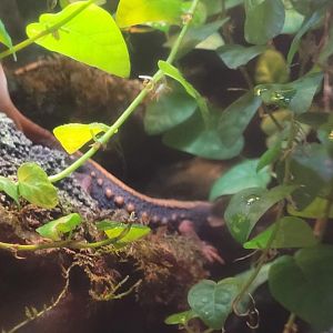 Emperor newt (Tylototriton shanjing) and Vietnamese mossy frog (Theloderma corticale)