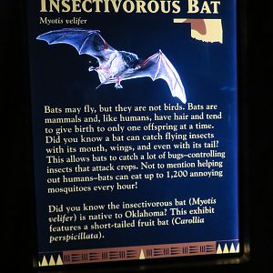 Seba's Short-tailed Bat Signage