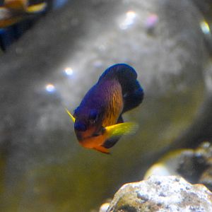 Coral Beauty (Centropyge bispinosa)