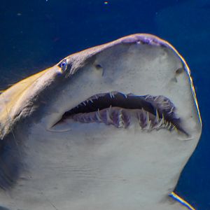 Grey Nurse Shark (Carcharias taurus)
