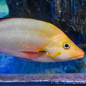 Humpback Red Snapper (Lutjanus gibbus)