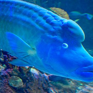 Humphead Wrasse (Cheilinus undulatus)