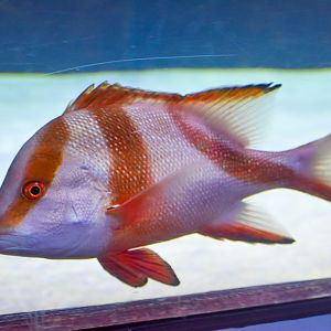 Red Emperor (Lutjanus sebae)