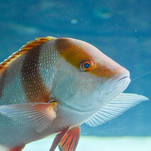 Red Emperor (Lutjanus sebae)