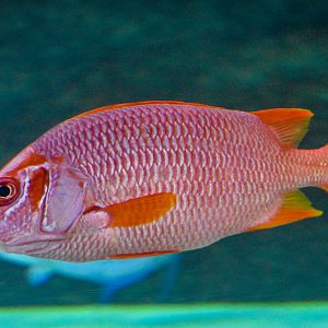 Giant Squirrelfish (Sargocentron spiniferum)