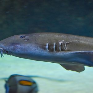 Brown-banded Bamboo Shark (Chiloscyllium punctatum)