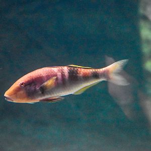 Manybar Goatfish (Parupeneus multifasciatus)