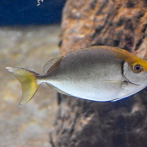 Pin-spotted Spinefoot (Siganus fuscescens)