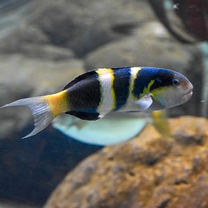 Jansen's Wrasse (Thalassoma jansenii)