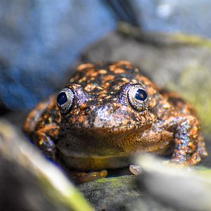 Peron's Tree Frog (Litoria peronii)