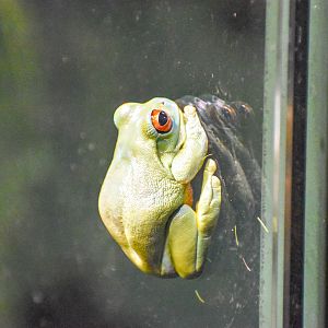 Red-eyed Tree Frog (Litoria chloris)