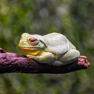Red-eyed Tree Frog (Litoria chloris)