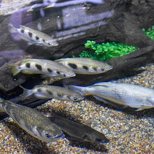 Seven-spot Archerfish (Toxotes chatareus)