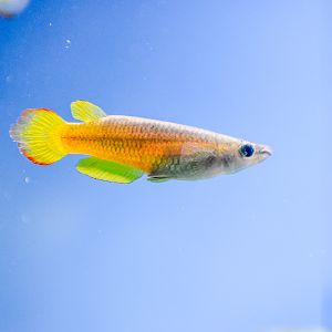 Striped [Gold] Panchax (Aplocheilus lineatus)