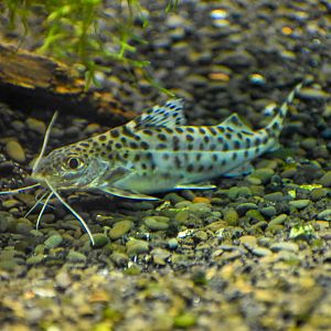 Pictus Catfish (Pimelodus pictus)