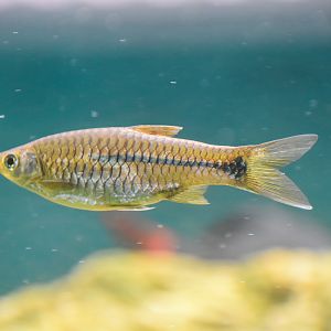 Sidestripe Rasbora (Rasbora paviana)