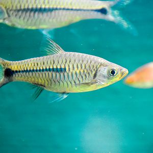 Sidestripe Rasbora (Rasbora paviana)