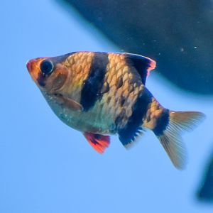 Tiger Barb (Puntigrus tetrazona)