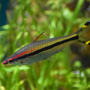 Denison Barb (Sahyadria denisonii)