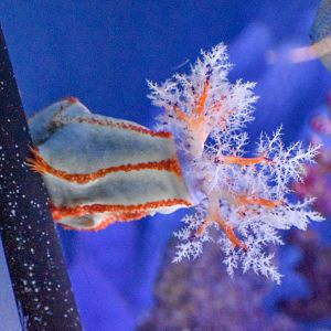 Sea Apple (Pseudocolochirus violaceus)
