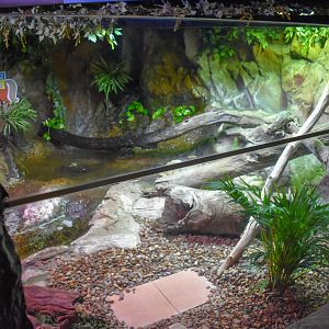Merten's Water Monitor Enclosure