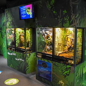 Frog Display