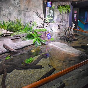 Eel-tailed Catfish Enclosure