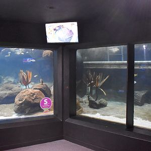 Underwater Little Penguin Viewing