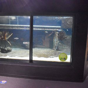 Underwater Little Penguin Viewing