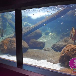 Underwater Little Penguin Viewing