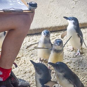 Little Penguin Feeding Time
