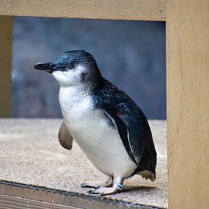 Little Penguin (Eudyptula minor)