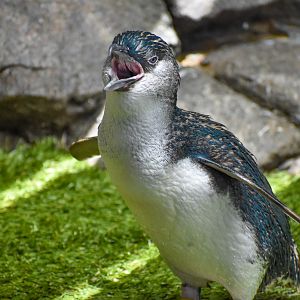 Noisy Little Penguin