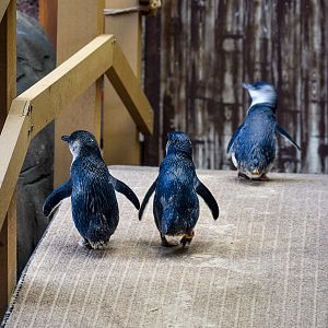 Little Penguin Bridge