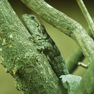 Cuvier's Madagascar swift