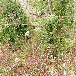 Black Howler Monkey family, December 2021