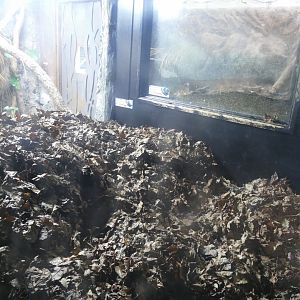 Reptile Nursery, December 2021