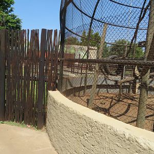 Tufted Capuchin Exhibit