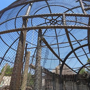 Tufted Capuchin Exhibit
