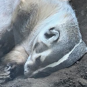 Central North American Badger