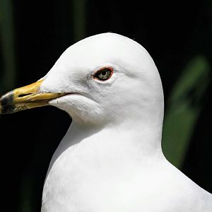 Ring-billed Gull