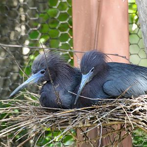 Little Blue Herons