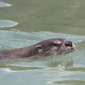 Southeastern River Otter