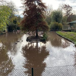 Flamingo and waterfowl enclosure 201121
