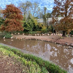 Flamingo and waterfowl enclosure 201121