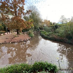 Flamingo and waterfowl enclosure 201121