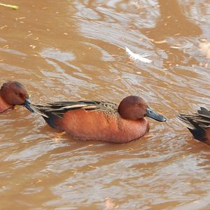 Flamingo and waterfowl enclosure - Cinnamon teals 201121